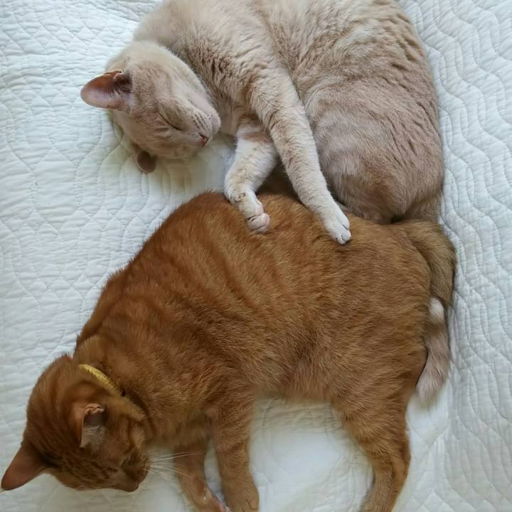 Bc6ed86f 9720 4c56 a307 42cd1d0c74bc