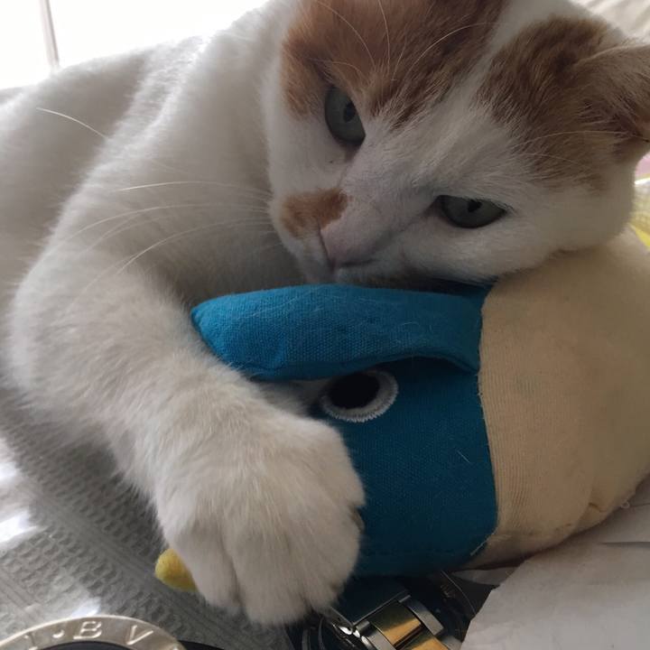 Bc6f56c4 098f 45e5 ad0e 36a1fed57253