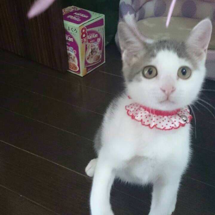 Bc7077c9 8ef9 45b7 b6b1 b161c0531626