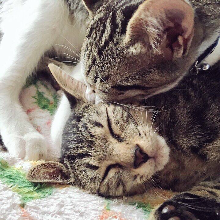 Bc73a0ed 8cfe 435e 915f ced21ab46a22