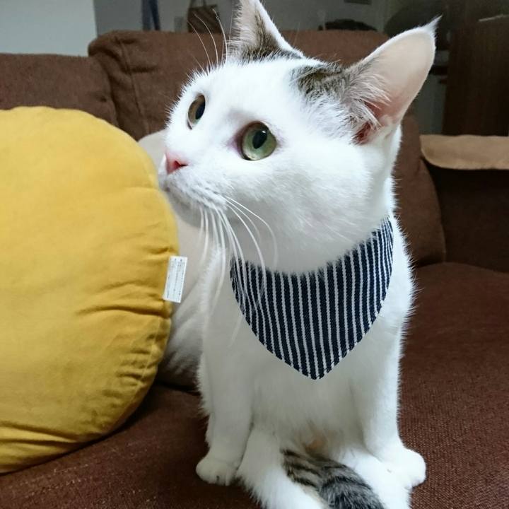 Bc75cad2 4f0a 4f2a 8d32 298bfe064333