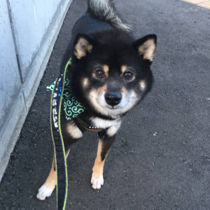 Bc81cdf9 44a6 4de6 9f3b 736d830421fe