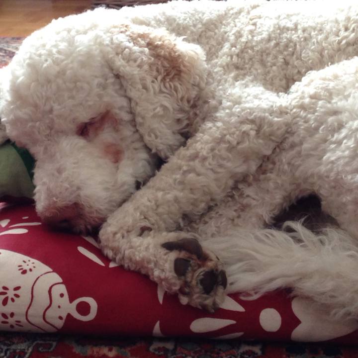 Bc84e700 16e1 46f7 95f9 aebcf3301511