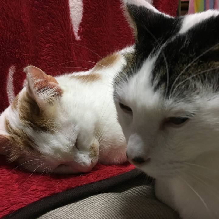 Bc85a7fa 1d81 466f a828 cbc884e71b27