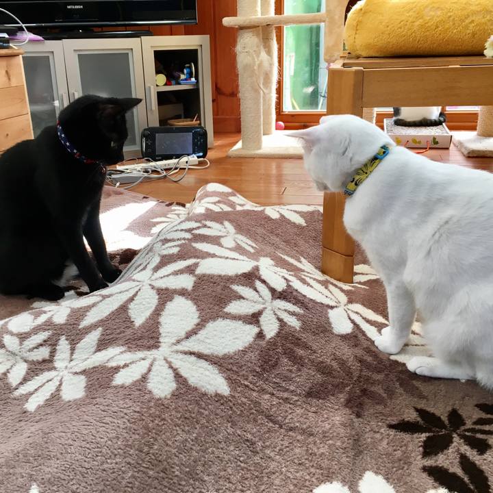 Bc861871 a234 4831 8b4b f26fb2884b0d