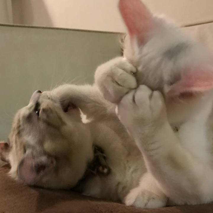 Bc86fa7f be05 4dc8 a73a d16dbb0a66e5