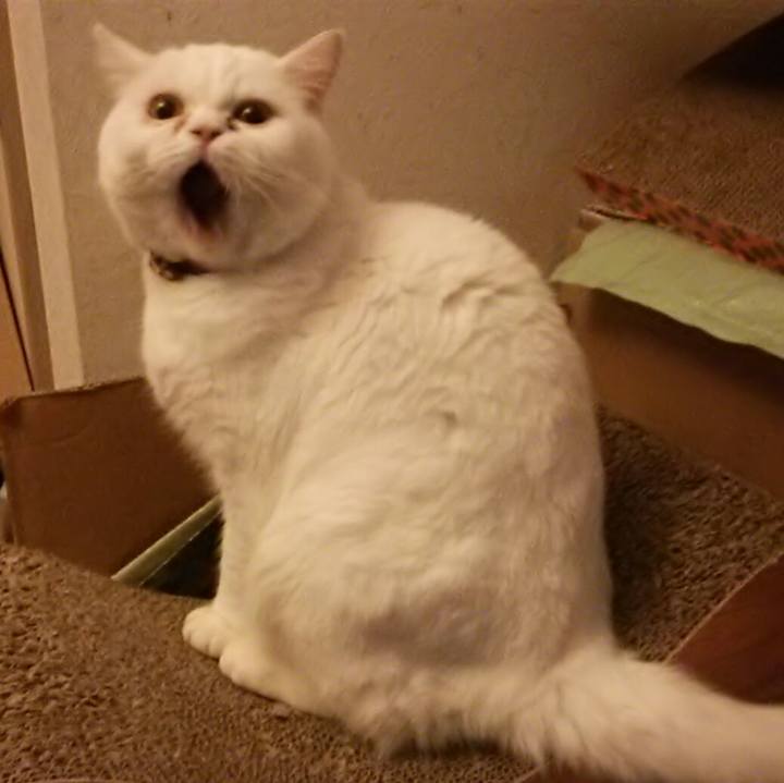 Bc8a88ae 1507 4d6e a452 ffeeb92e3202