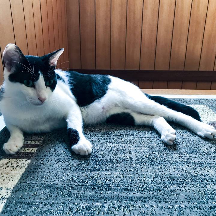 Bc8d6586 6769 4cfb afb4 51b8b965400a