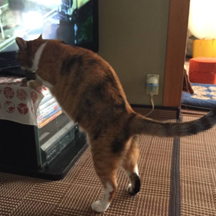 Bc943513 8c18 4d76 9a4b 0b162f825e82