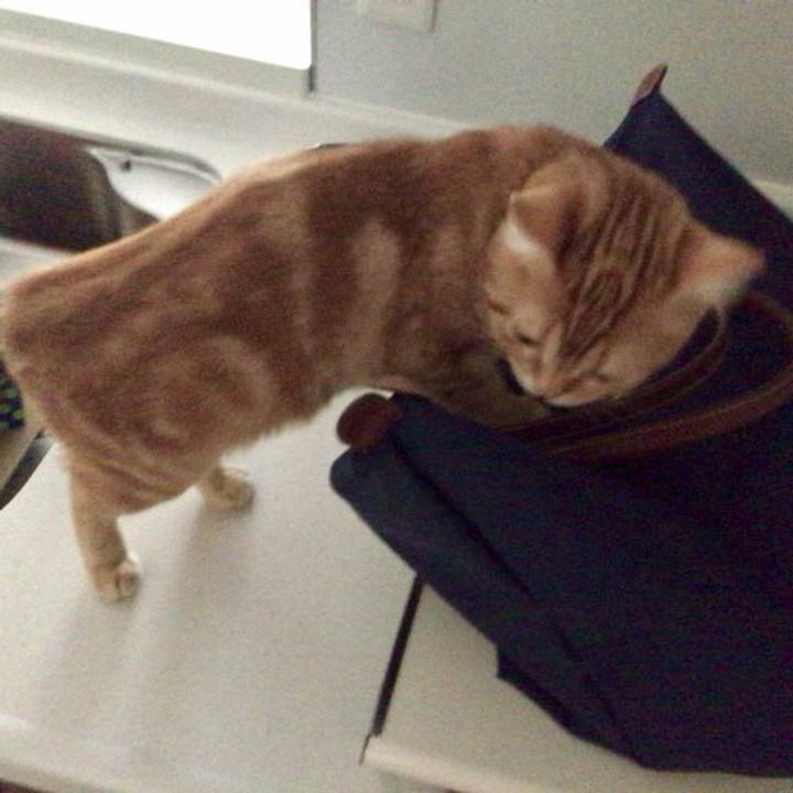 Bc96f30b 4c90 4a6e b667 39e85de26289