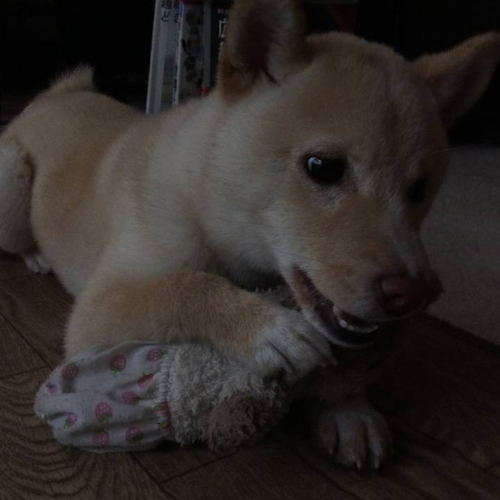 Bc982cf5 1687 4182 8873 ea6e6c783068