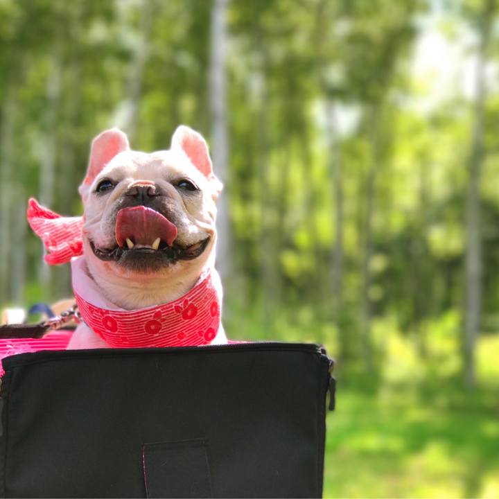 Bca204cc 706e 4db6 b3c4 f8e94ea2b6f0