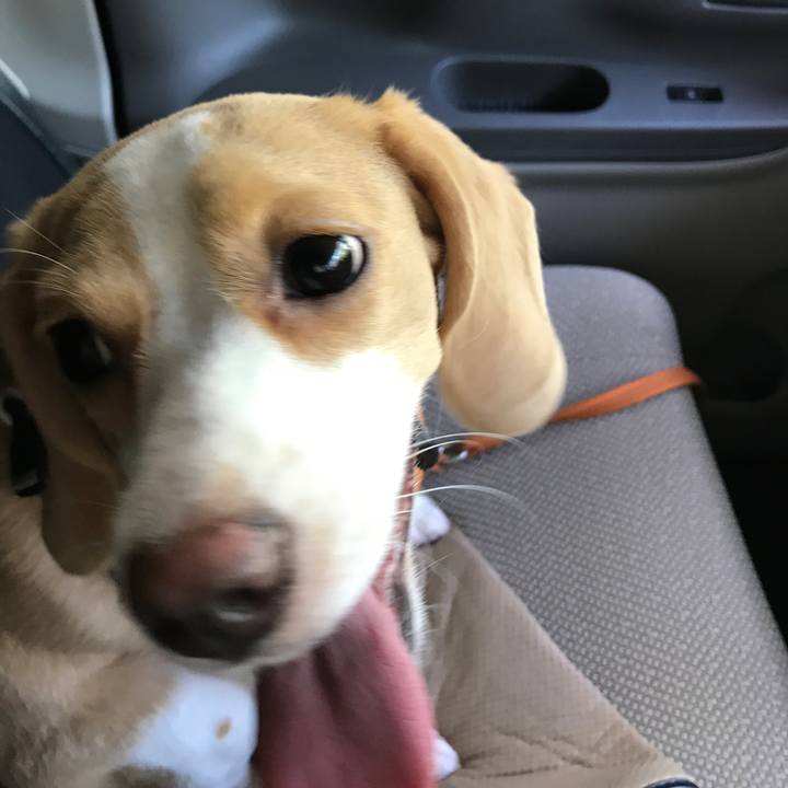 Bca2cc81 ccb9 4fb9 a1f9 80dc7dfd2b5e