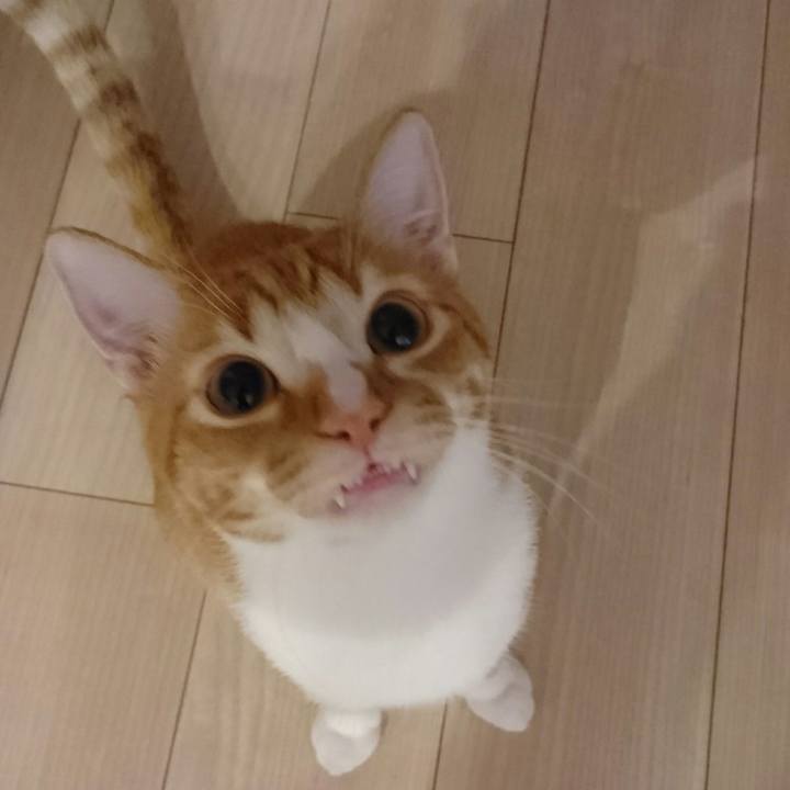 Bca5de2c 5da4 4e3e af43 dd9fb68251b0