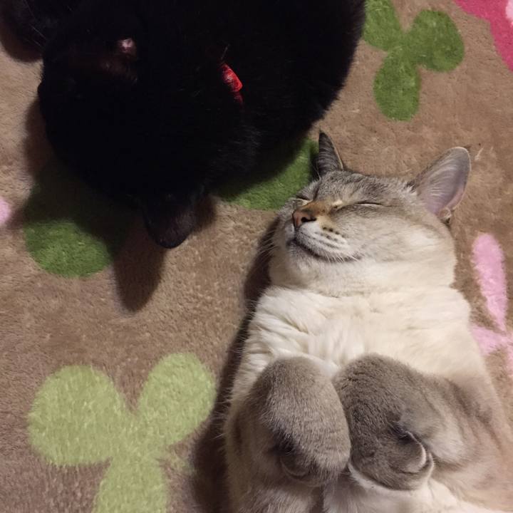 Bca77c0e 1de9 4795 aec2 f52d9e75aa9e