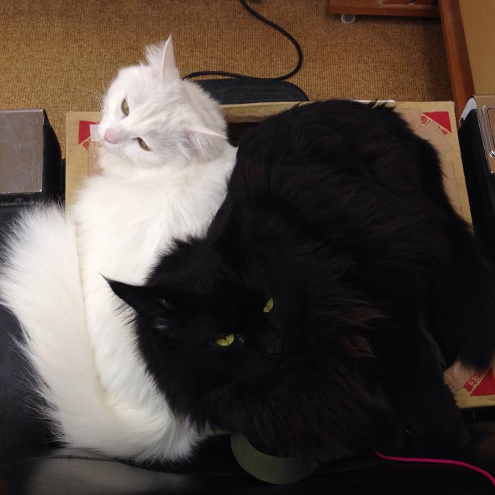 Bcabb54d e559 445b bbac b534a0dcc4ea