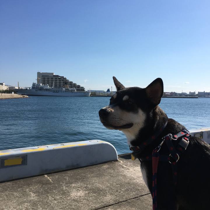 Bcae6456 59bd 4c1e b6b5 89164cc39246