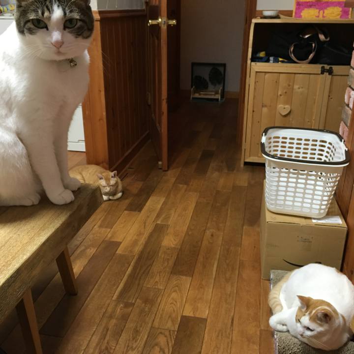 Bcb2c3ca c40e 40d0 9177 cb6ee21b0ef1