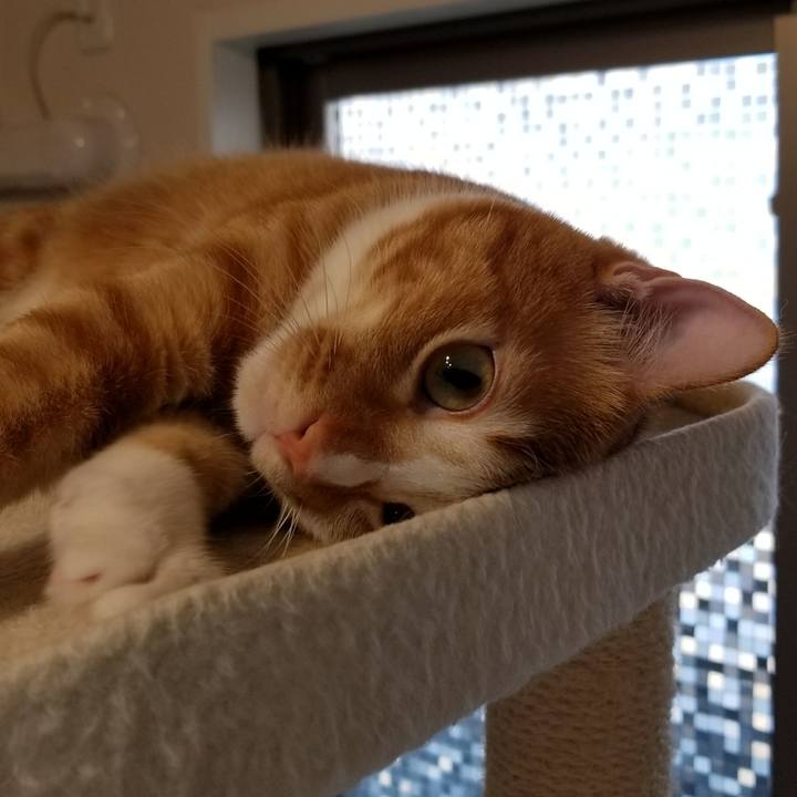 Bcb727c1 c5ae 4a4b abb3 555bca42f032