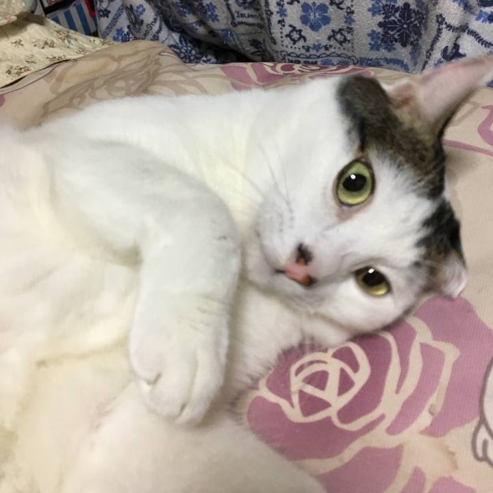 Bcc53a53 a30d 4ec4 96a0 177a5f4f6e9b