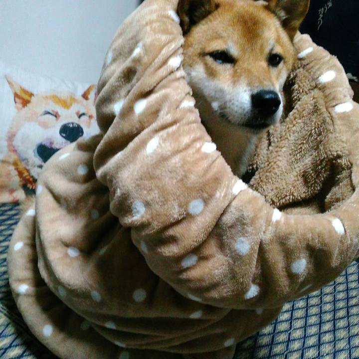 Bcc8ecc3 405a 4378 8552 903b7dfa2aa6