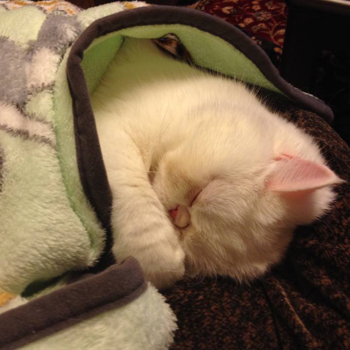 Bcc9422e 9244 4bba 919e c44291fee4a1