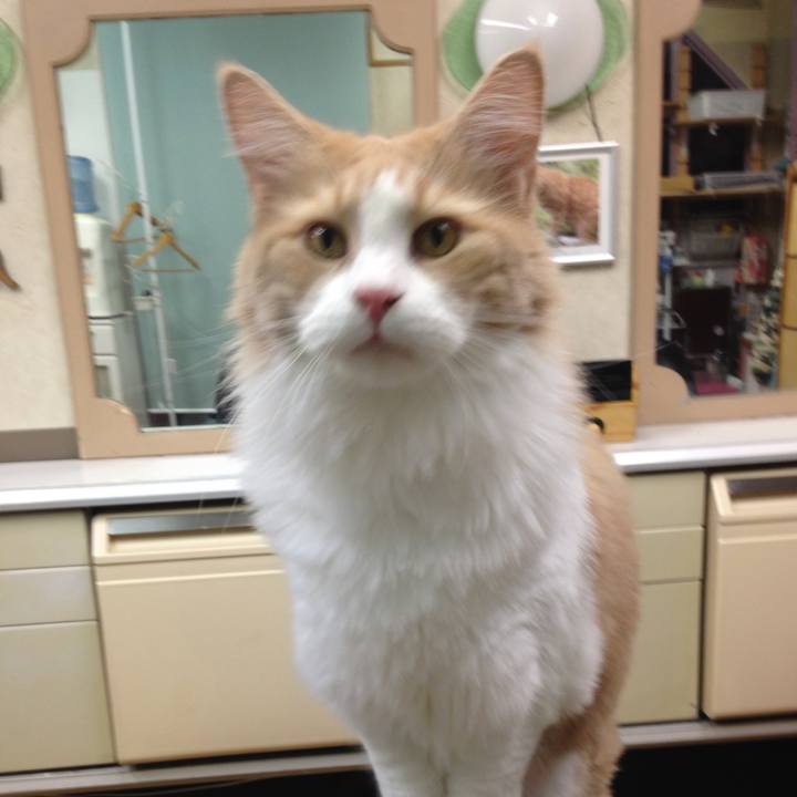 Bccc64cf 4572 4145 adc1 d069ef8ff53d