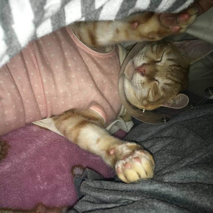 Bccda6f8 6cc6 4f28 a5f6 9aed9c934f43