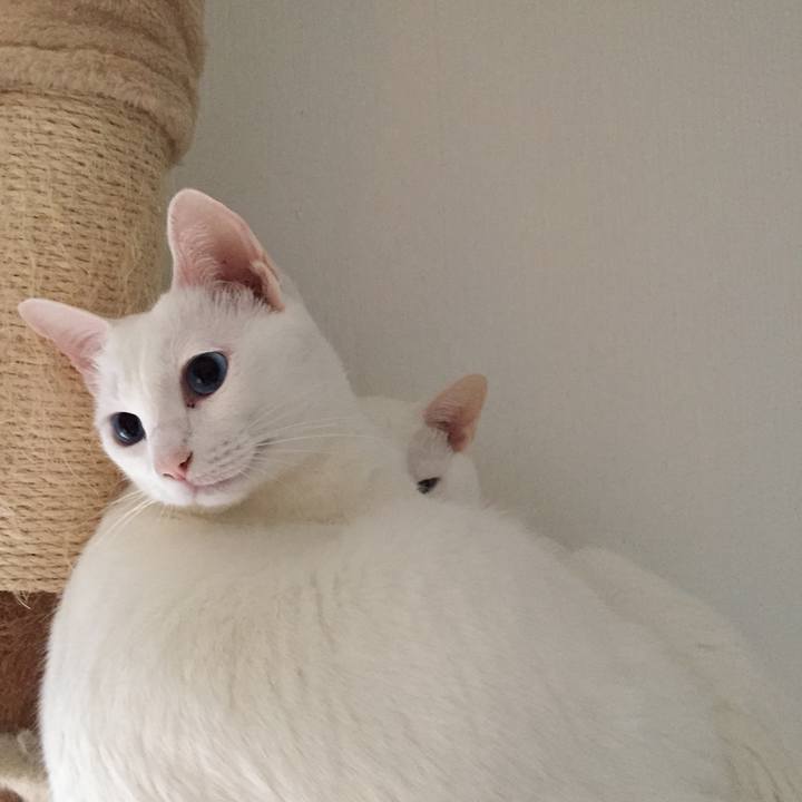 Bccdbc29 8a22 4c39 af4b 1bf3c940cab0