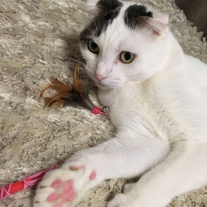 Bcd34adb 0cb0 4187 9f6d b98ba3cb52fa