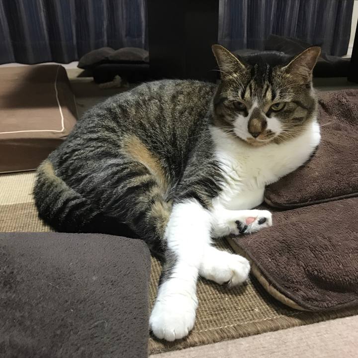 Bcd46a4a 2fac 4335 b75e 668fe44f833f