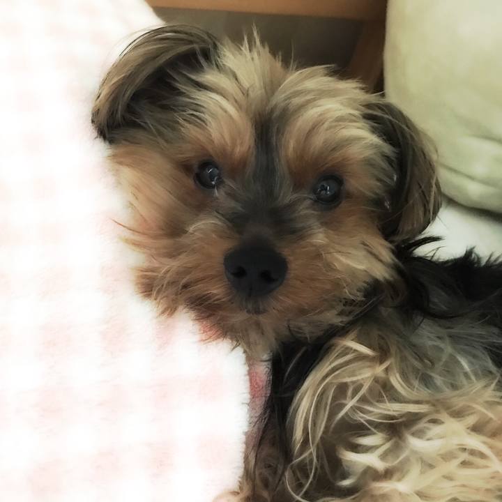 Bcd7d229 5533 4345 a66c fc01379e2ad2