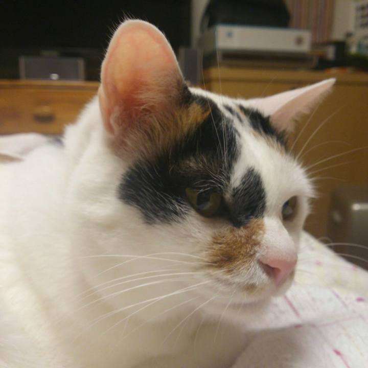 Bcda6d5c 7900 4480 8064 ece7f58e7377