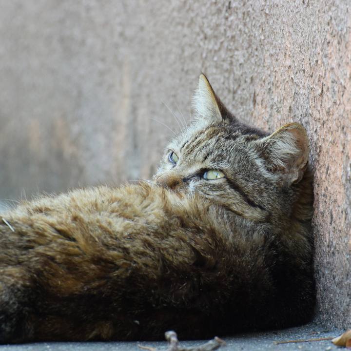 Bcf99631 1698 4492 aa7b f44f2d305e1c