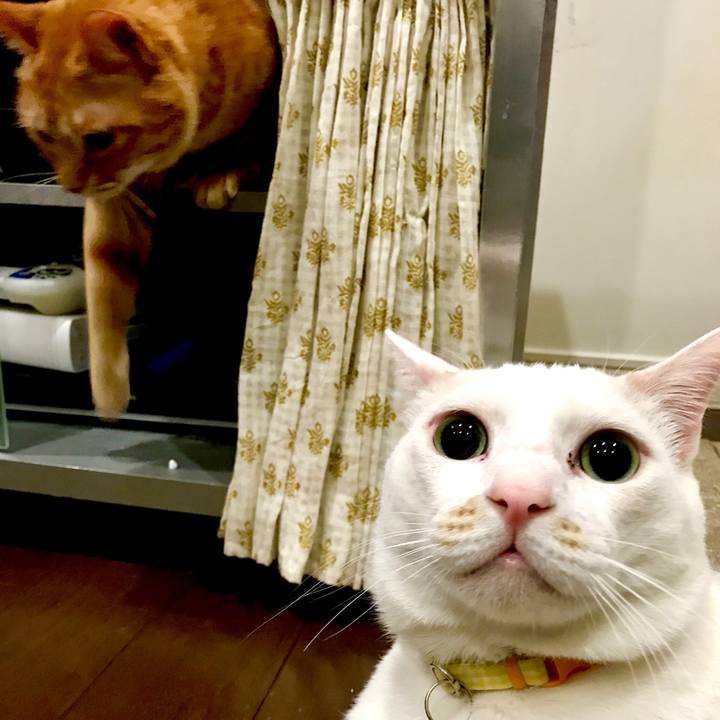 Bcff6cf1 e00c 419b a7ad df9359577217