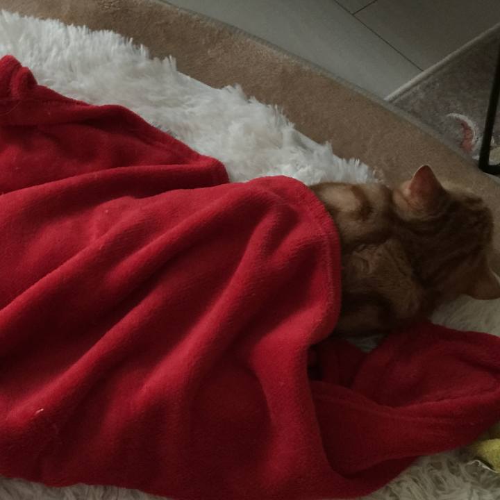 Bd091ad5 f51a 4495 8845 17712547c76e