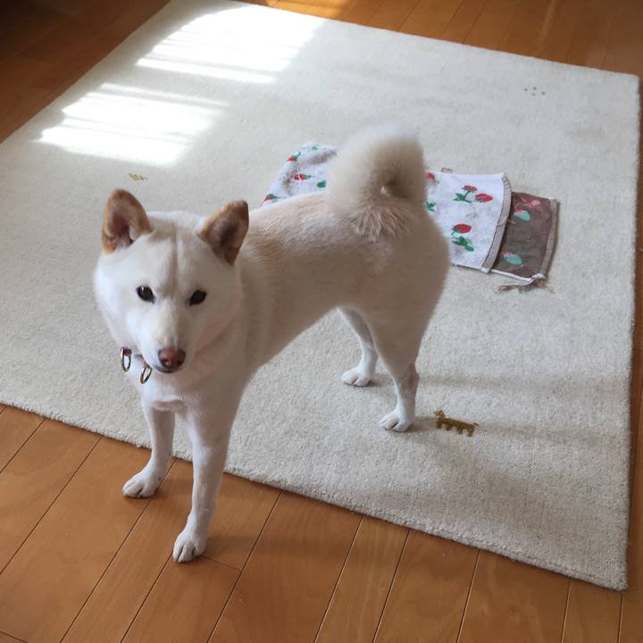 Bd10dee7 bfdd 4f43 bbf2 e044655ac202