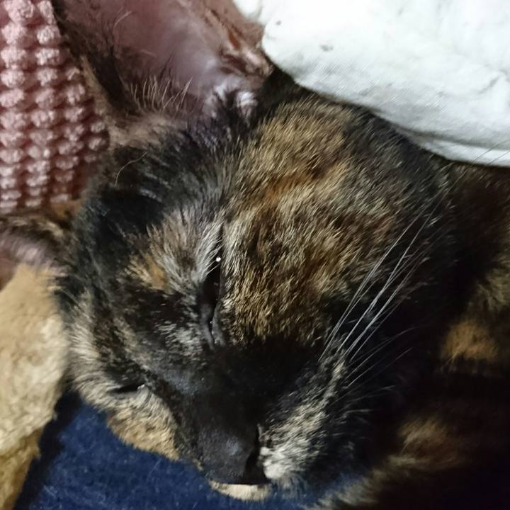 Bd1482d3 7e4c 4c2c 9ed5 e37790e97a48