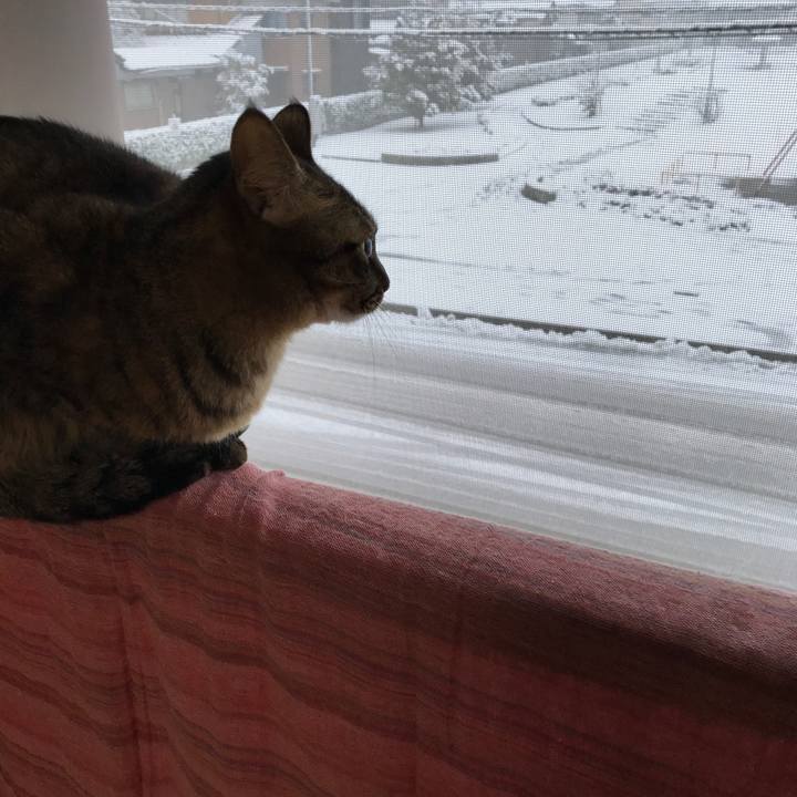 Bd208a78 0832 4674 aa95 01cd5118e84a