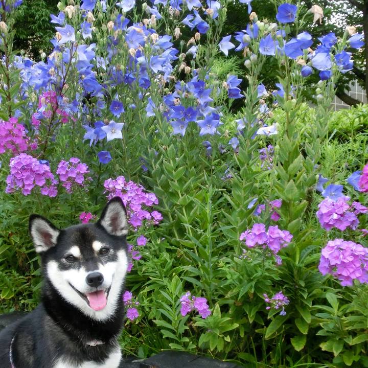 Bd2c3975 b029 4f4a bc19 4d54c84d162d