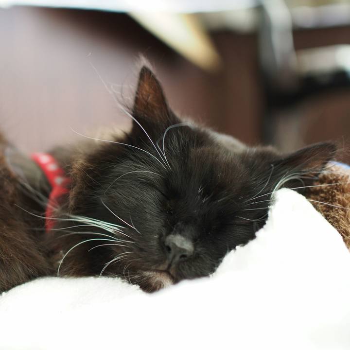 Bd2cdca1 d14c 4d2c 8dc1 5d07d35c8625