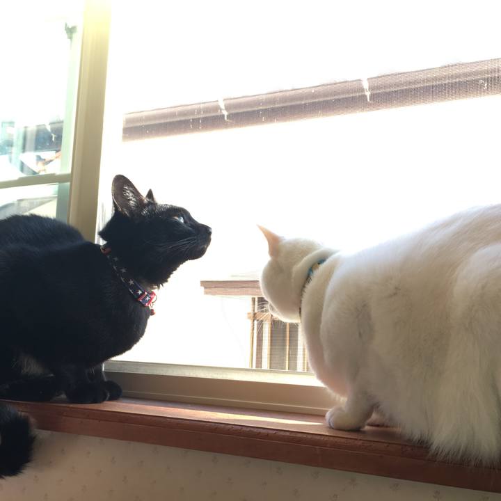 Bd2cddc6 12bb 4ce3 90c8 273405e26305