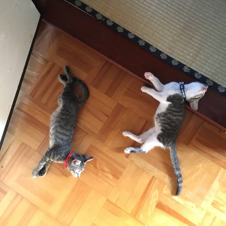 Bd304e36 80c7 4b60 bc32 b53154c896b2