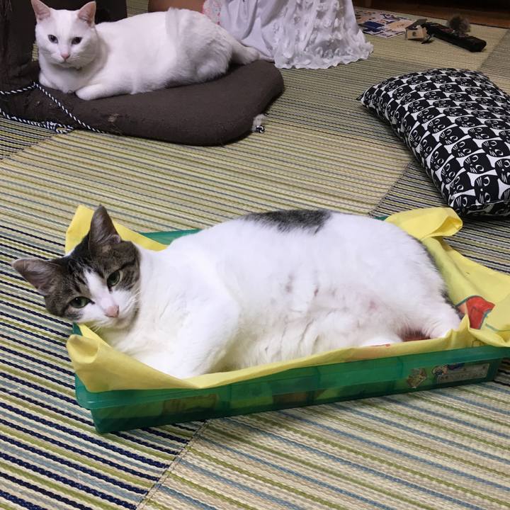 Bd3c5505 6943 4705 9e29 118fdcd60a23