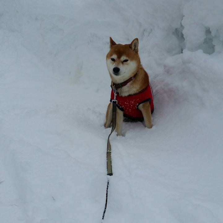 Bd3c5565 b73e 4481 a275 ec510e44de2c