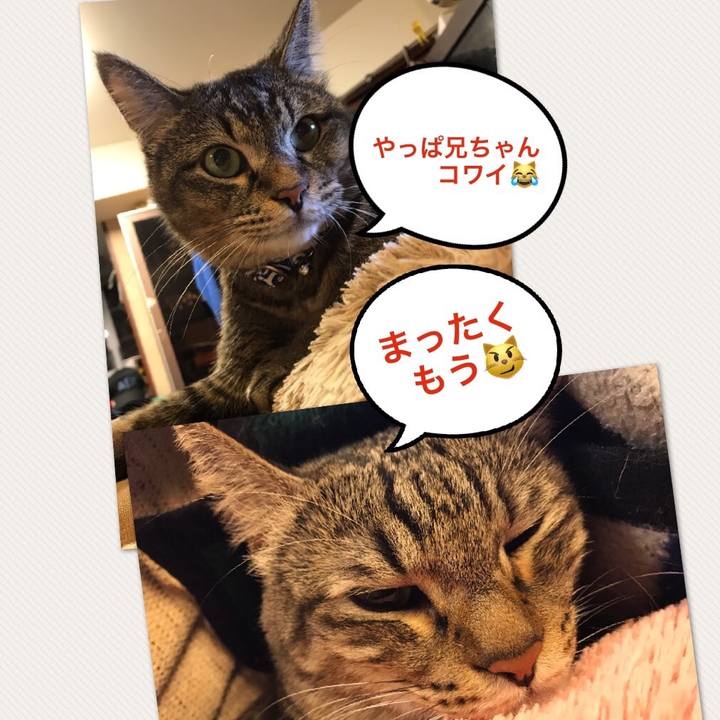 Bd42e0a8 4ccd 4cd4 8ab6 79752433ae40