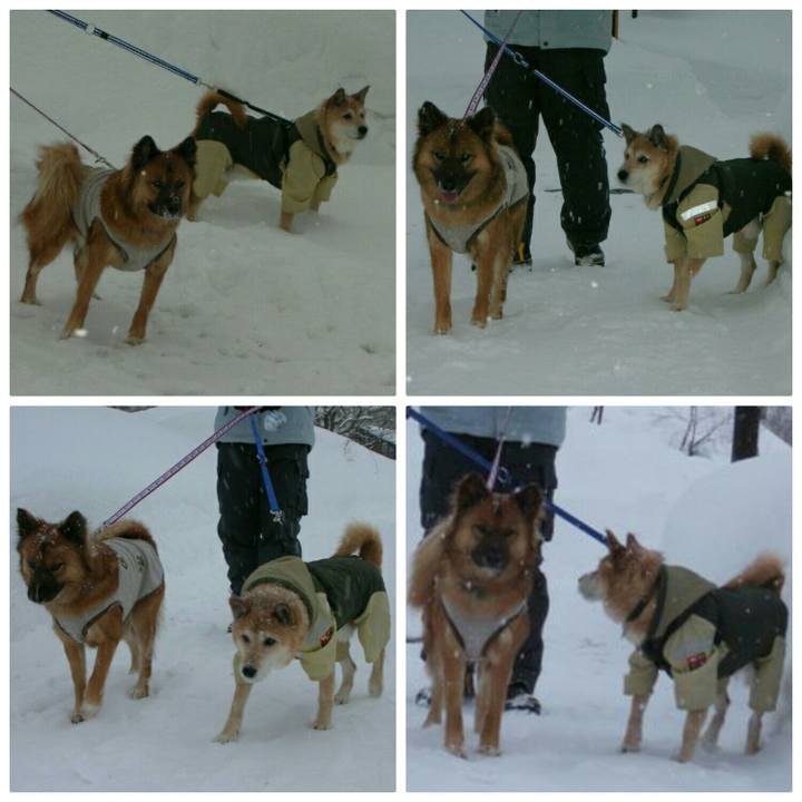 Bd4861fd 6ac4 4b1a ba2e d1307ad5068d