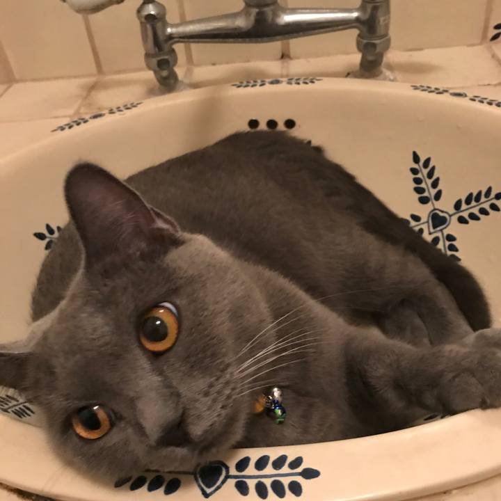 Bd4af5da 996a 42c4 96f8 41dc3bc2a613