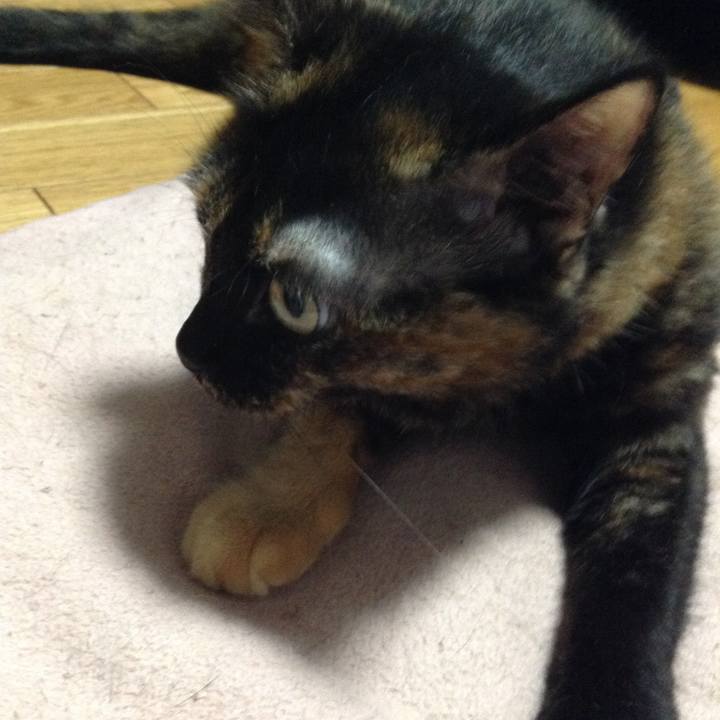 Bd4dc511 2760 4ac1 9406 afb92e7085a0