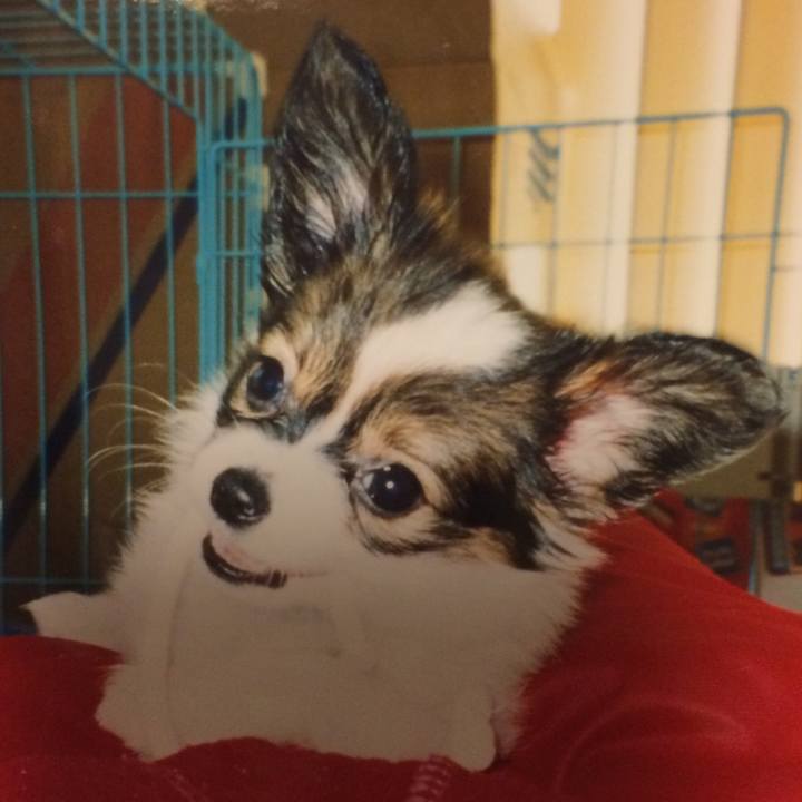 Bd55d486 1c46 4141 8250 f4a77479dfd9